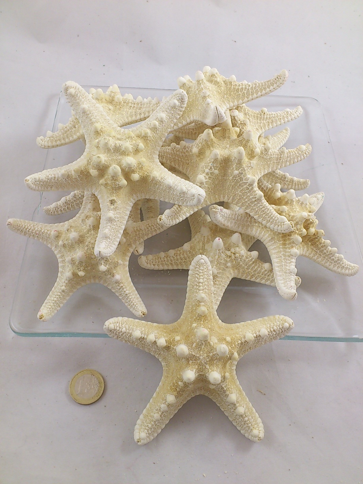 Starfish rhinoceros bleached 10-15 cm 12 p.
